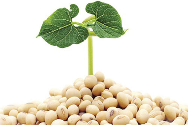 Uống mầm đậu nành có tăng cân không?