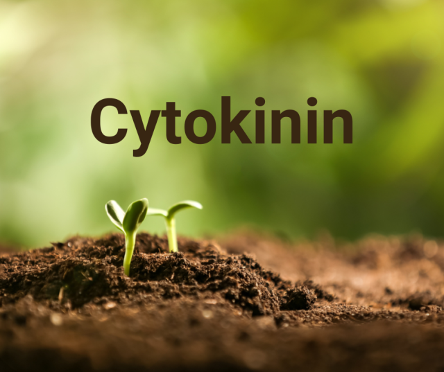 Cytokinin là một trong các chất kích thích sinh trưởng thực vật